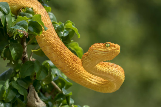 Stock photo of Variable bush viper (Atheris squamigera) portrait, endemic  to west and. Available for sale on