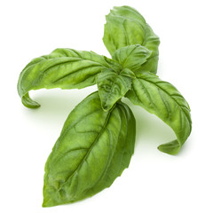 Close up studio shot of fresh green basil herb leaves isolated on white background. Sweet Genovese basil.