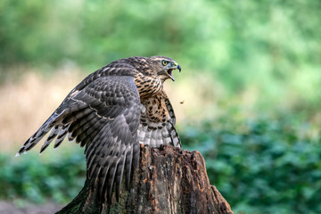 Screaming juvenile Northern Goshawk juvenile (Accipiter gentilis) on a branch in the forest of Noord Brabant in the Netherlands. Whriting space.