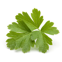 Fototapeta premium Fresh parsley herb leaves isolated on white background