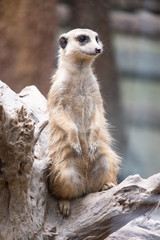 Fototapeta premium Meerkat's behavior