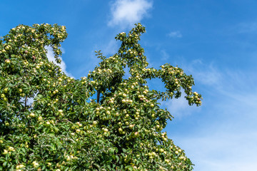 Apple trees with blue sky and clouds