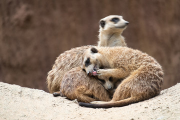 Fototapeta premium Meerkat's behavior