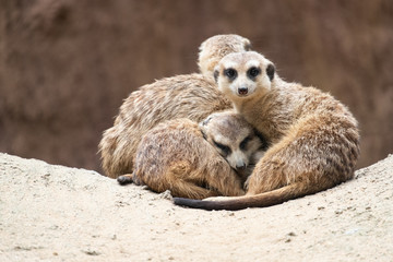 Meerkat's behavior