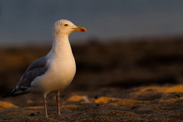 mouette