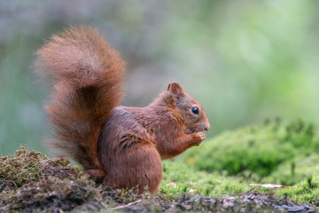 Naklejka na ściany i meble Eurasian red squirrel (Sciurus vulgaris) eating a hazelnut in the forest of Noord Brabant in the Netherlands.