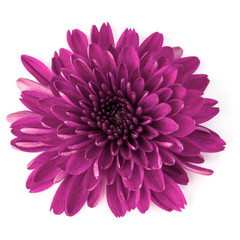 Lilac chrysanthemum flower isolated on white background