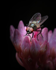 Fly on pink flower with dark background