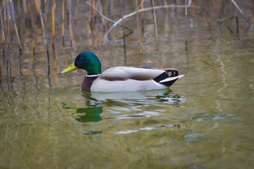Duck drake bird swims on the waves cane waves in the background of bokeh