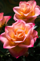 Beautiful pink and yellow roses.