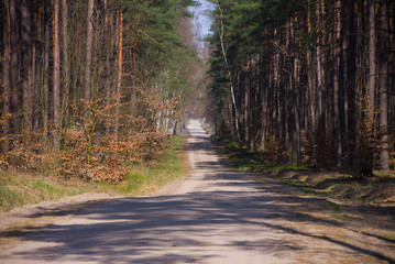 Lonely forest sand path road among the trees in the forest nature landscape green