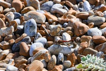Dragonflies mating on a beach pebble