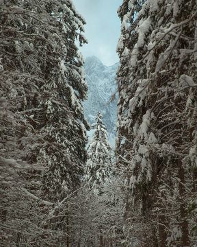 Grayscale photography of pine trees