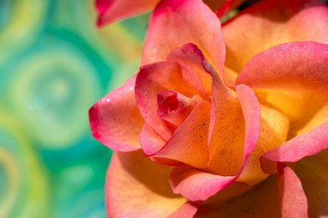 Fototapeta na wymiar Beautiful pink and yellow rose on colourful background