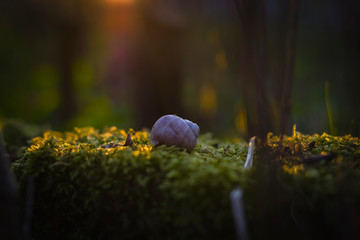 Snail shell macro during sunset on the moss and grass orange the last rays of the sun shine through the composition of nature