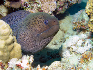 Giant Moray Eel (Gymnothorax javanicus)