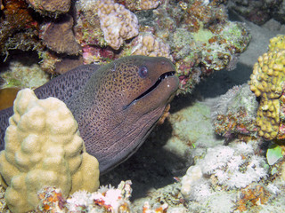 Giant Moray Eel (Gymnothorax javanicus)