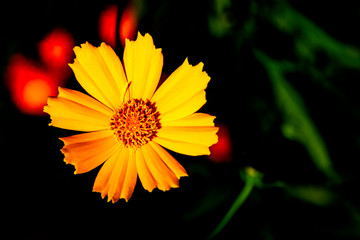 Cosmos bipinnatus, commonly called the garden cosmos or Mexican aster 