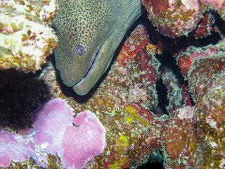Giant Moray Eel (Gymnothorax javanicus)