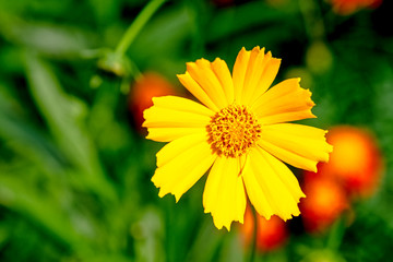 Cosmos bipinnatus, commonly called the garden cosmos or Mexican aster 