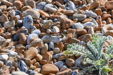 Dragonflies mating on a beach pebble