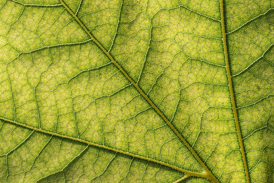 Close up of green leaf