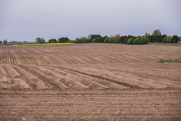 Fototapeta na wymiar Field unearthed in autumn with furrows arable land even patterns in nature dirt agriculture cultivation symmetry blue sky horizon agriculture