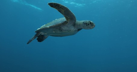 Green Turtle, (Chelonia mydas) swimming on the reefs of the Sea of Cortez, Baja California Sur, Mexico.