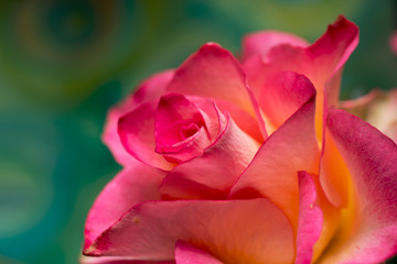 Beautiful pink and yellow rose on colourful background