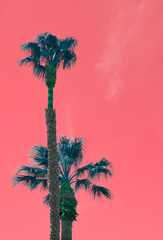 Tropical palm tree on coral background