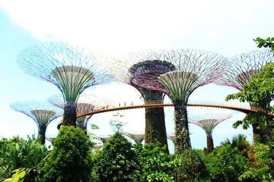View of Supertree Grove in Gardens by the Bay
