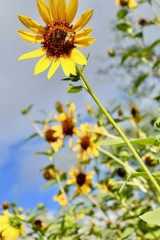 Mexican Sunflower Desert Arizona Phoenix Yellow Flower