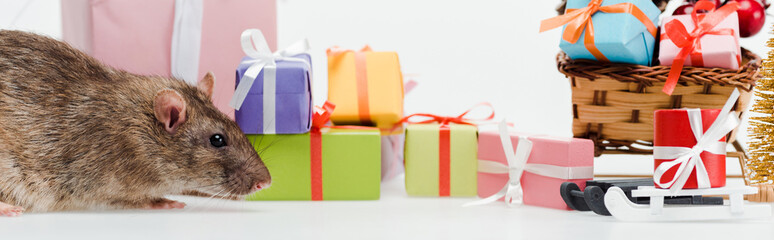 panoramic shot of small rat near multicolored gifts isolated on white