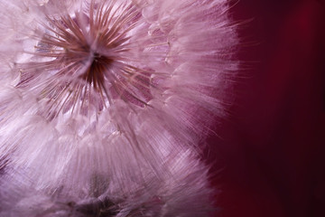 dandelion flower, on a black background mirror. In pink color
