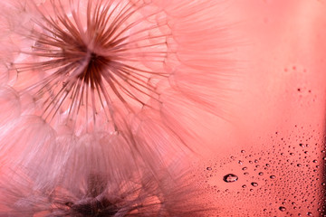 dandelion flower close-up, in a mirror image, with water drops. In color live coral