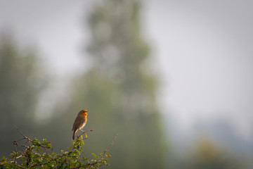 rouge gorge chantonnant