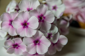 Fototapeta na wymiar Bouquet of phlox on white background closeup
