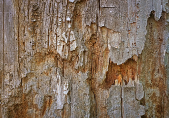 Wood texture background