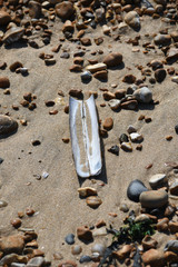 Fototapeta na wymiar Razor clam shell resting on the beach with sand inside