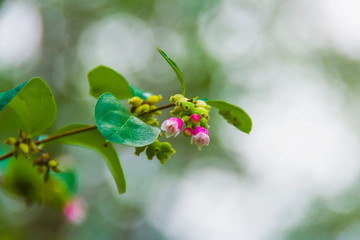 Macro small red-pink flowers plants with leaves on blurred background bokeh garden nature flora