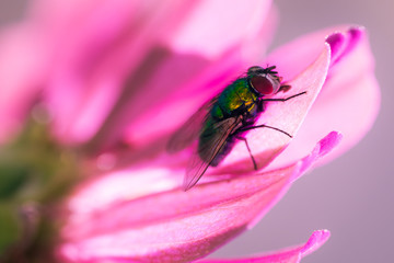 Fliege und Blüte