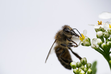 Biene isoliert © JMormul