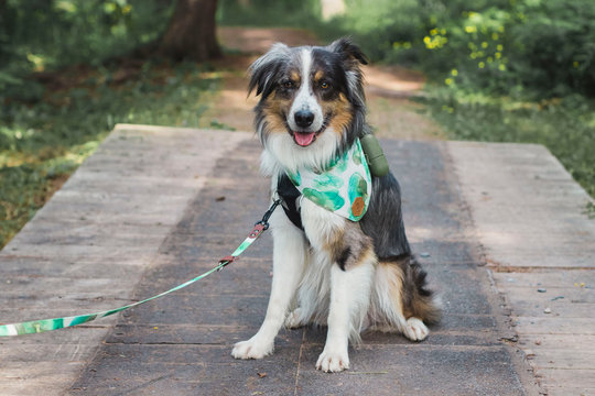 Dog on leash
