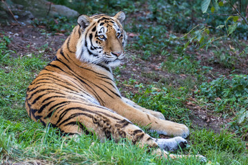 Amur tiger lies and looks forward