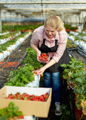 Fototapeta na wymiar Woman picking strawberry in greenhouse