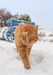 A ginger red tabby cat walking in a snow covered garden on a cold winter day and looking curious, frontal view