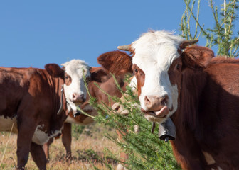 Fototapeta premium A cow free in the mountains in France