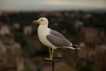 Seagul