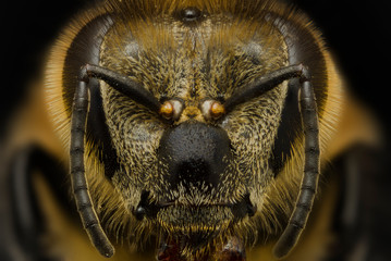 Close up of insect