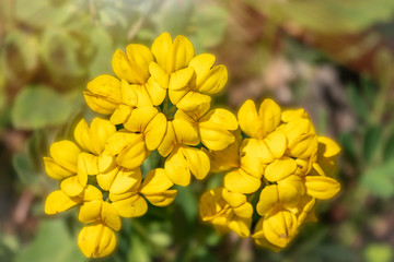 Yellow flower Alyssum caucasicum from the buttercup family.